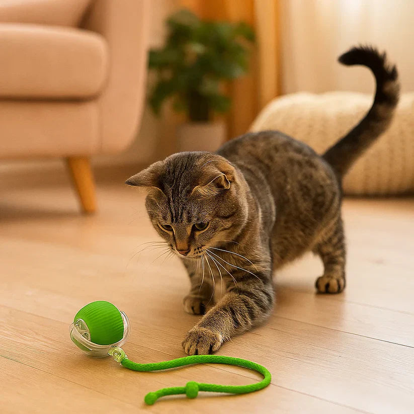 Kaķu rotaļlieta – lēkājoša bumbiņa ar virvi