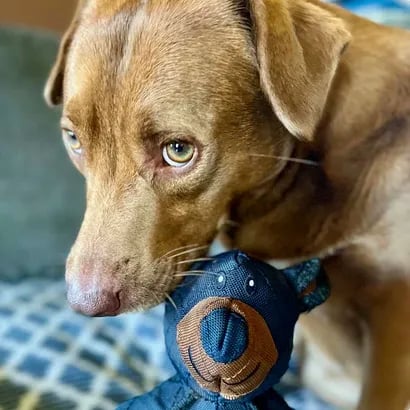 Īpaši izturīga suņu rotaļlieta – piemērota pat spēcīgākajiem košļātājiem